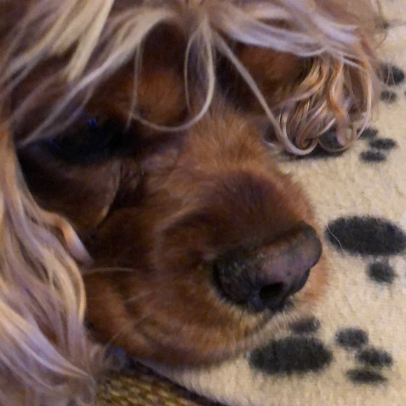 Meet your Posher, Paula - Picture 1 of 1